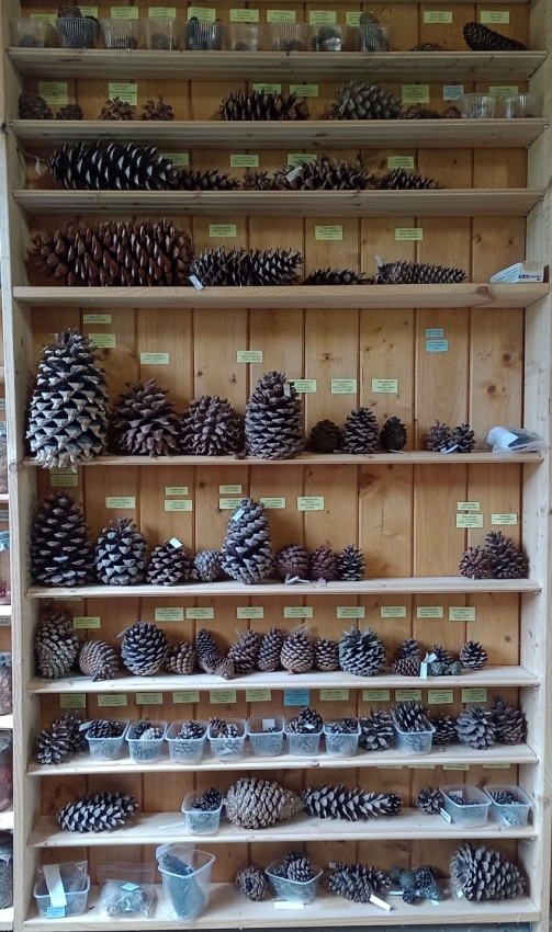 Šišky a šištice muzeum3sekery